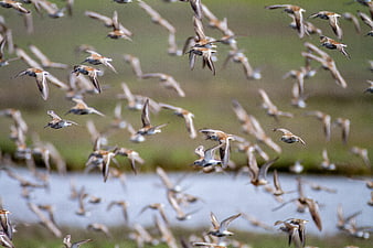 Flock of Sandpipers Flying Over Wetlands