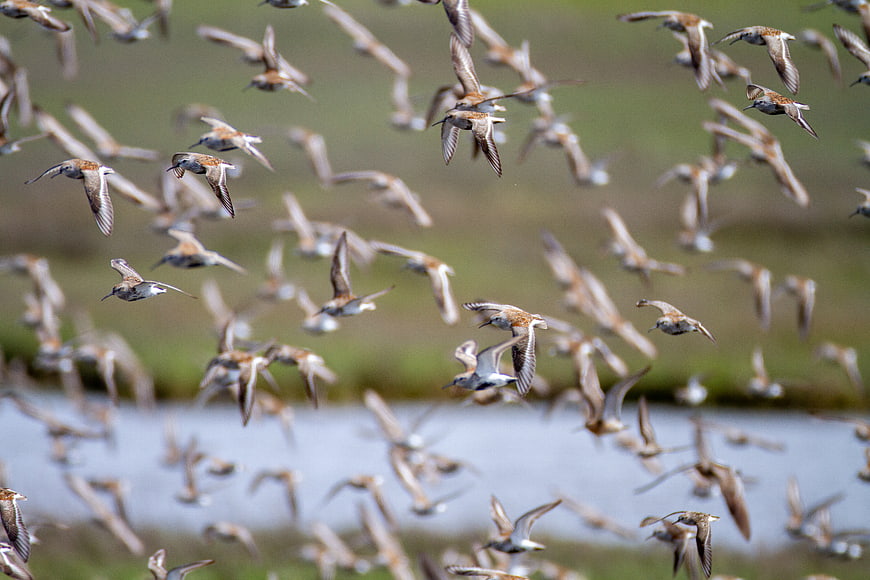 Flock of Sandpipers Flying Over Wetlands