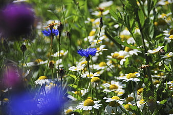 Vibrant Blue Cornflower and White Daisies in a Sunny Meadow
