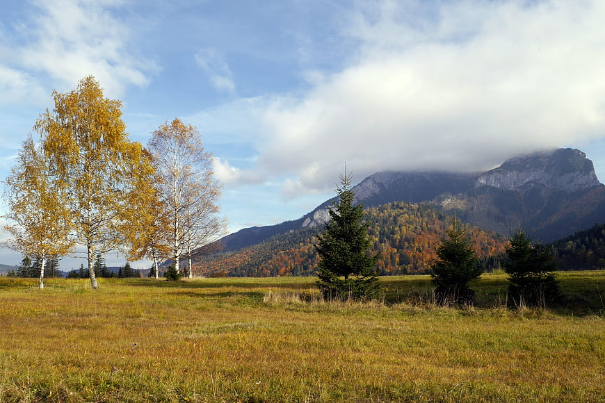 Autumn Landscape with Yellow Birch Trees and Mountain