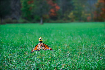 Monarch Butterfly on Yellow Flower in Green Meadow