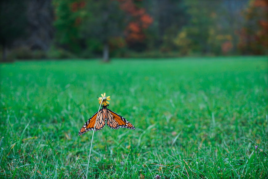 Monarch Butterfly on Yellow Flower in Green Meadow