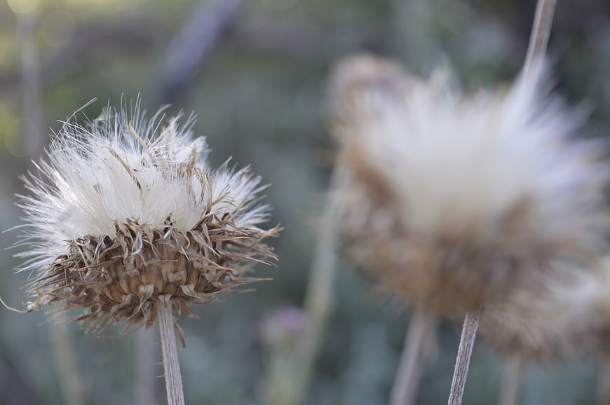 Close-up of dried thistle seed head in nature