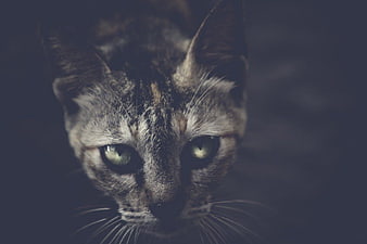 Close-up portrait of a tabby cat with glowing eyes in dark moody lighting