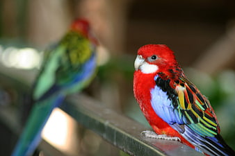 Vibrant Eastern Rosella Parrot Perched on Wooden Rail