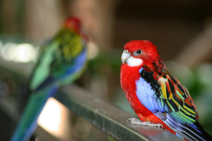 Vibrant Eastern Rosella Parrot Perched on Wooden Rail
