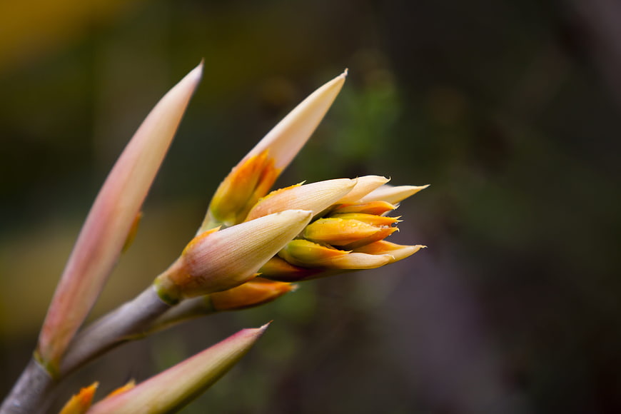 Close-up of Heliconia Flower Bud with Soft Bokeh Background