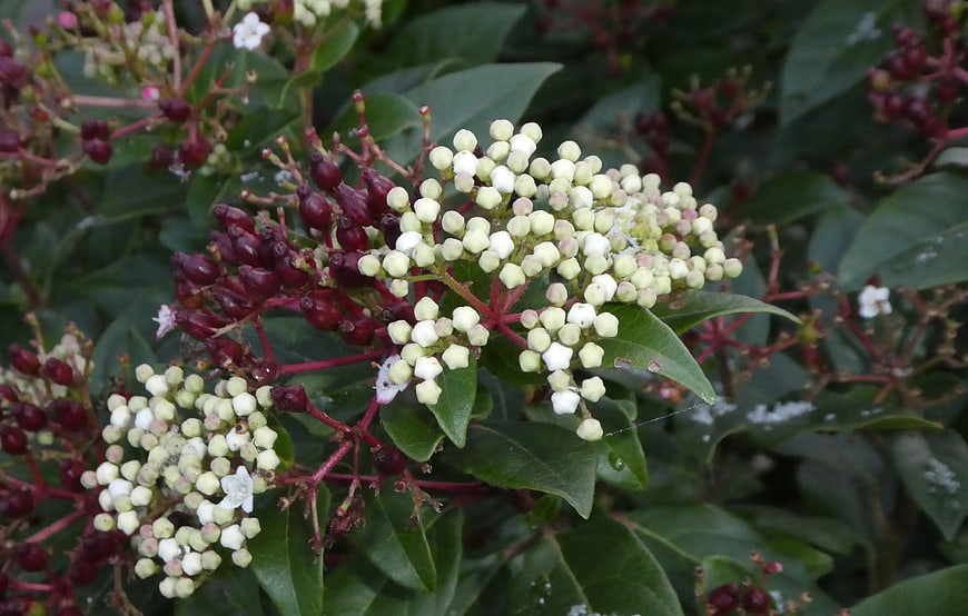 Close-up of white flower buds and dark berries on green shrub