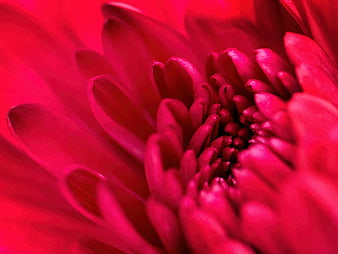 Vibrant Red Gerbera Daisy Macro Close-Up