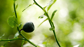 Fresh Blueberry on Branch with Green Bokeh Background