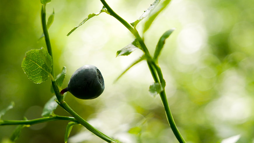 Fresh Blueberry on Branch with Green Bokeh Background