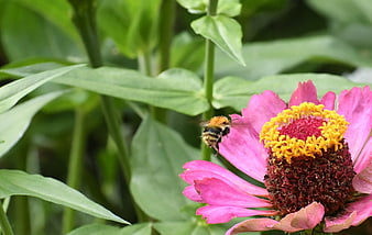 Bumblebee Pollinating Pink Zinnia Flower in Garden