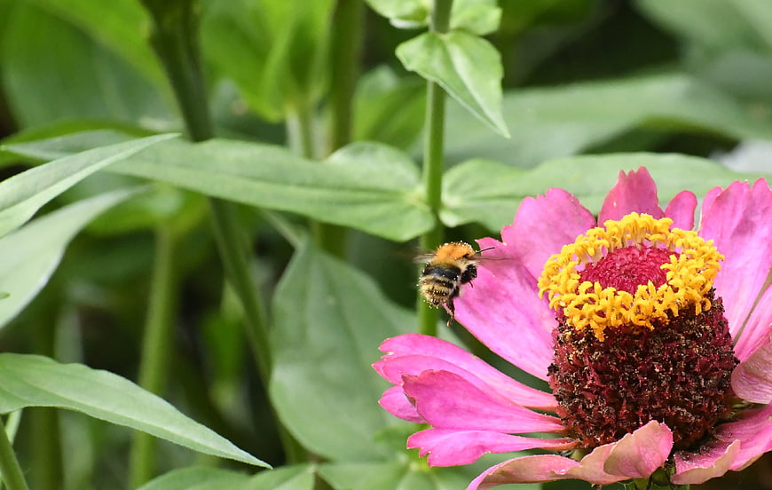 Bumblebee Pollinating Pink Zinnia Flower in Garden