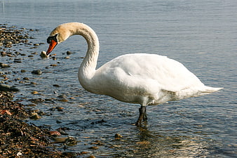 White Swan Standing in Shallow Water by Rocky Shore