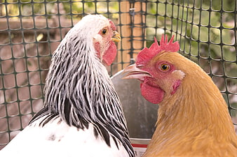 Close-up of two hens facing each other in a coop