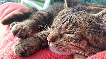 Close-up of a sleeping tabby cat on a pink blanket