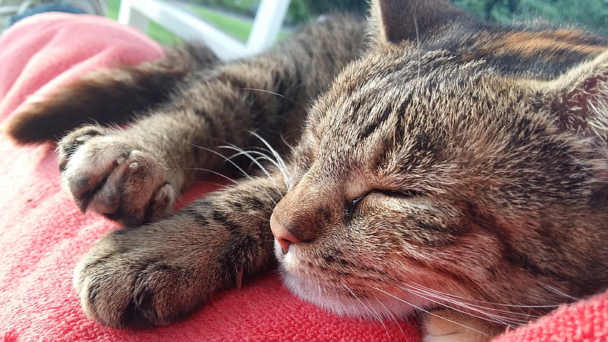 Close-up of a sleeping tabby cat on a pink blanket
