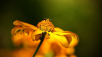 Macro Close-Up Of A Vibrant Yellow Wildflower In A Meadow