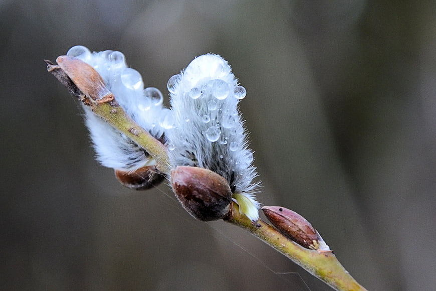 Close-up of Willow Catkin with Dew Drops