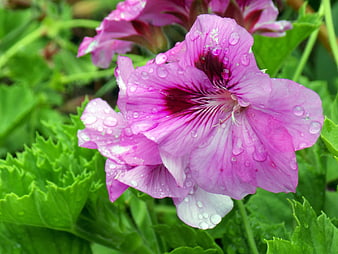 Close-up of pink geranium flower with raindrops