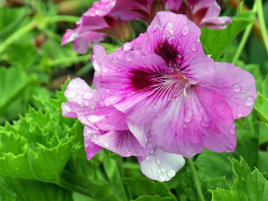 Close-up of pink geranium flower with raindrops