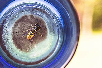 Close-up of a wasp trapped inside a blue glass bottle