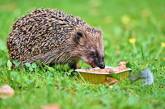 Hedgehog Eating Food From A Bowl In A Green Garden