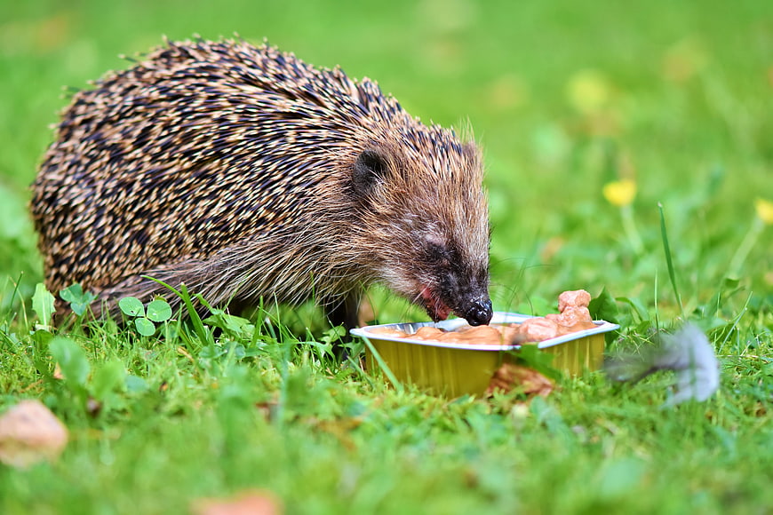 Hedgehog Eating Food From A Bowl In A Green Garden