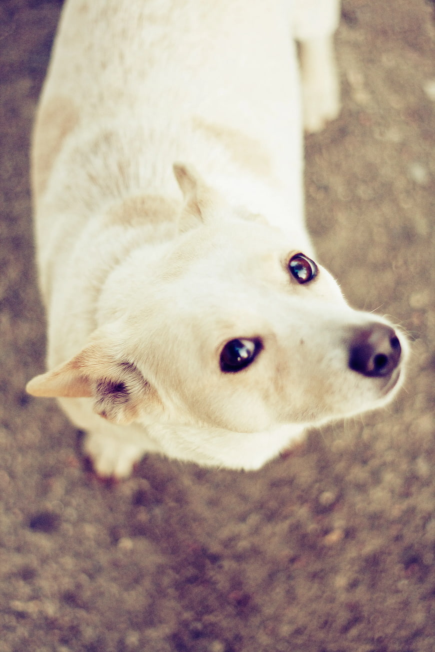 High angle view of cute white dog looking up