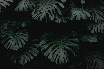 Dark moody monstera leaves pattern background