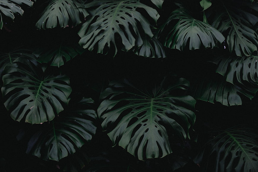Dark moody monstera leaves pattern background