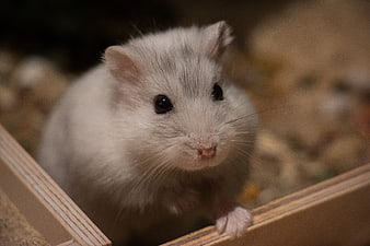 Cute white dwarf hamster peeking over wooden edge