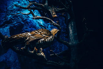 Bird perched on branch against dark blue background