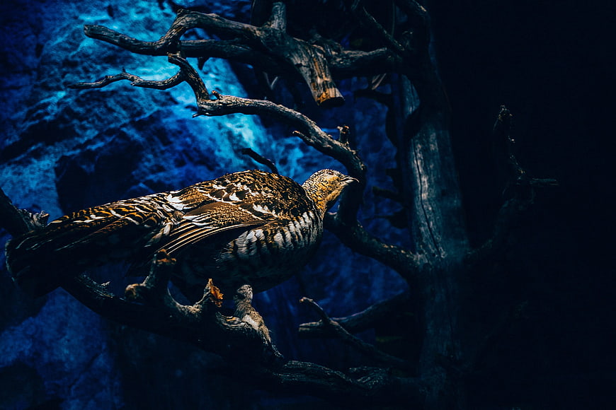 Bird perched on branch against dark blue background
