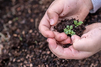 Child's Hands Holding Seedling in Soil