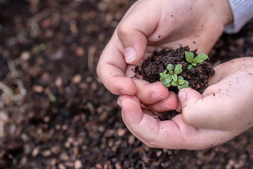 Child's Hands Holding Seedling in Soil