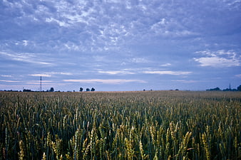 Golden wheat field under dramatic blue cloudy sky