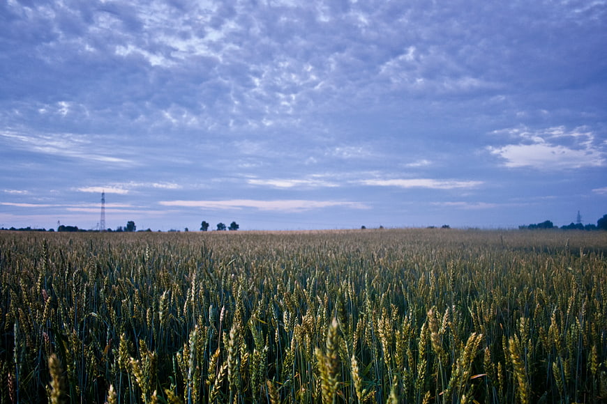 Golden wheat field under dramatic blue cloudy sky