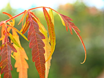 Close-up of vibrant autumn leaves with red and orange hues