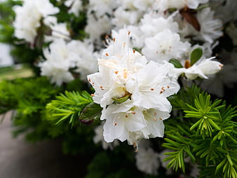 Close-up of white rhododendron flowers with green foliage