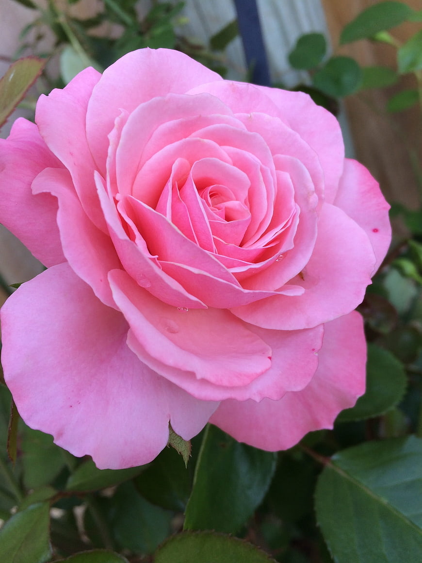 Close-up of a vibrant pink rose bloom in a garden