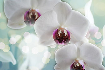 Close-up of White Phalaenopsis Orchids with Purple Centers
