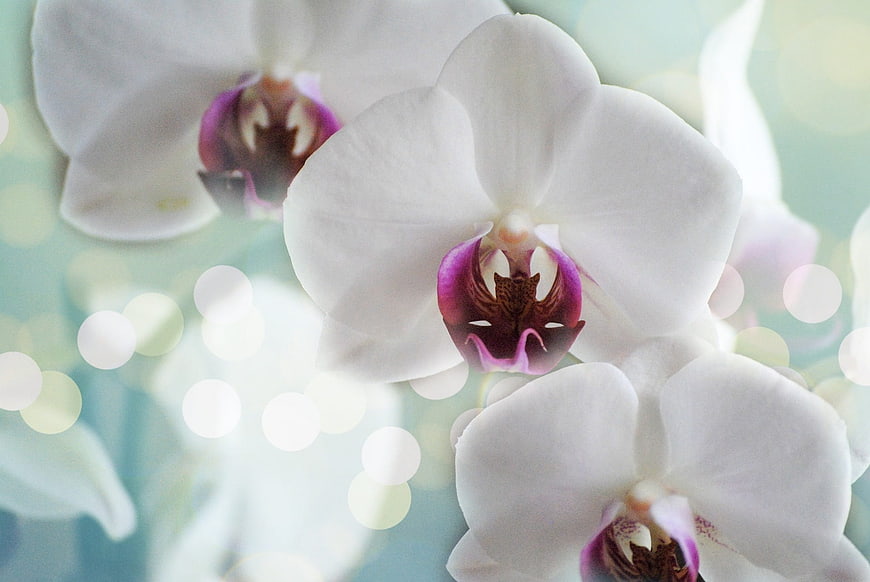Close-up of White Phalaenopsis Orchids with Purple Centers