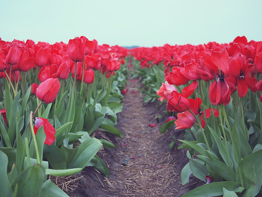 Rows of vibrant red tulips in a field