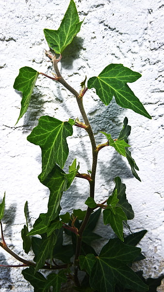 Green Ivy Leaves Climbing White Textured Wall