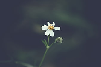 White Wildflower with Yellow Center on Dark Blurred Background