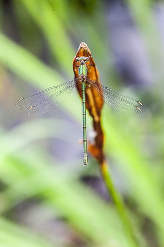 Green Damselfly Perched on Brown Twig in Nature