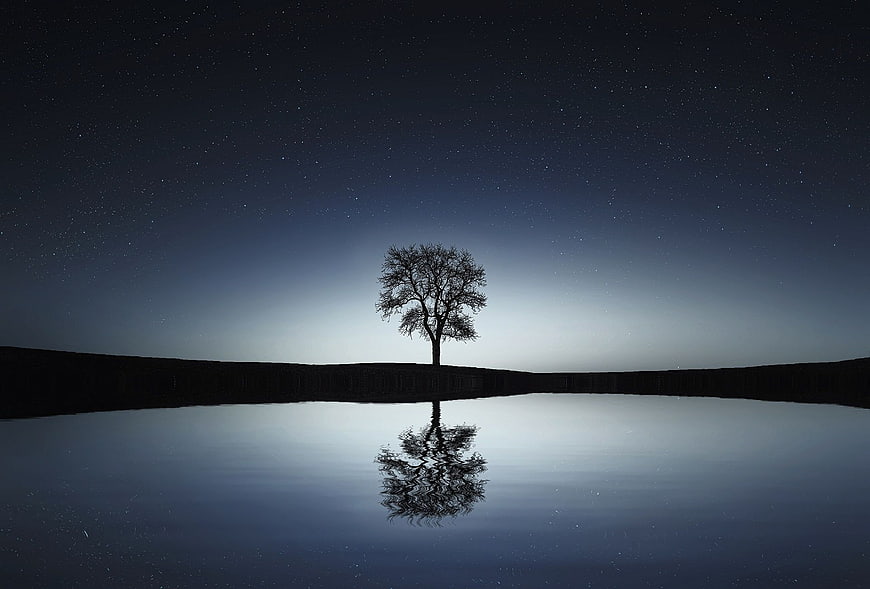 Silhouette of Lone Tree Reflected in Lake Under Starry Night Sky