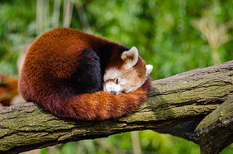 Sleeping Red Panda Curled on Tree Branch