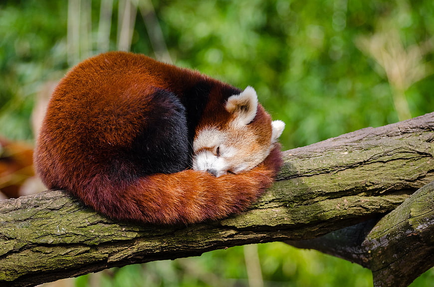 Sleeping Red Panda Curled on Tree Branch